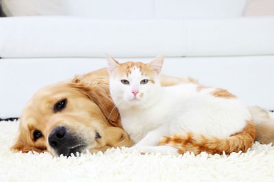 Carpet Pet Contamination 